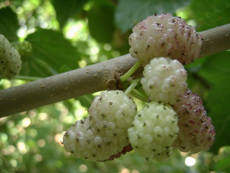 gelso bianco