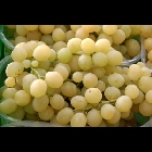 Uva Italia
