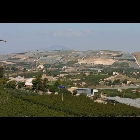 Vigneti di uva Italia