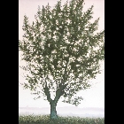 nebbia_all'orizzonte.JPG
