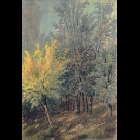 boschetto_la_lomia.jpg