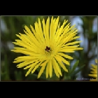 Fiori