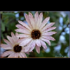 Fiori