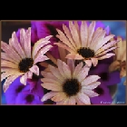 Fiori