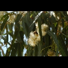Fiori
