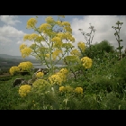 068_Ferla_(Ferula).jpg
