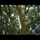 070_Caccamu_(Bagolaro).jpg
