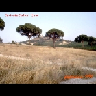 contrada_Carlino_i_pini.jpg